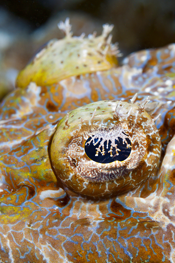 Beauforts Crocodilefish, Cymbacephalus beauforti, Tufi, Solomon Sea, Papua New Guinea