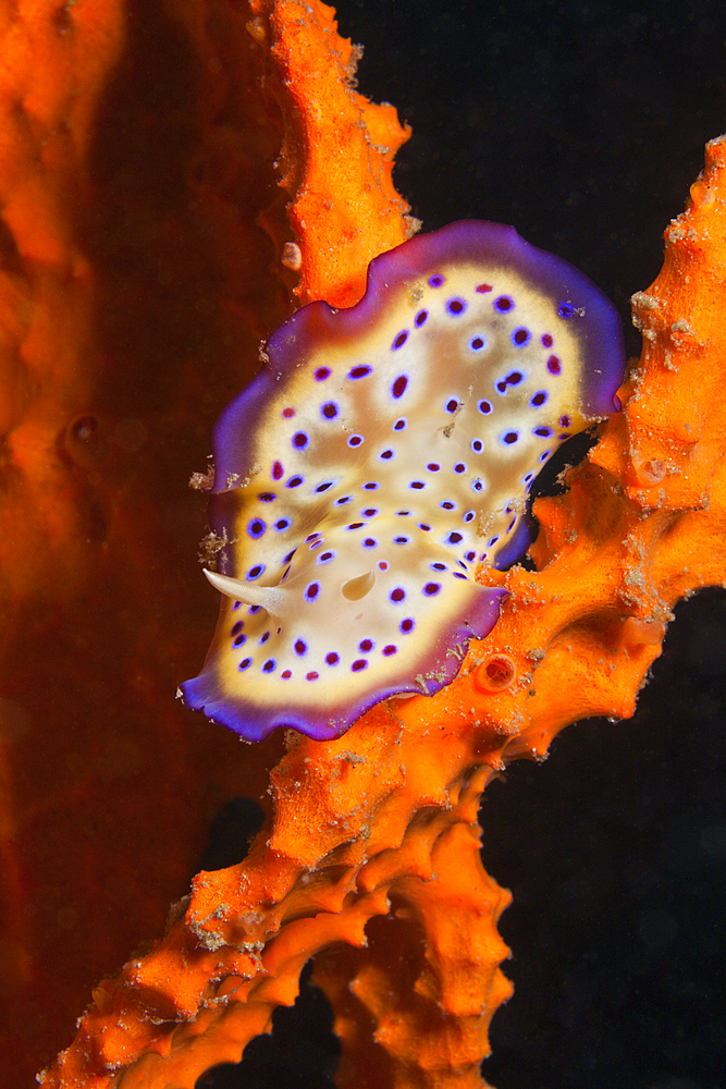 Dorid Nudibranch, Chromodoris kuniei, Tufi, Solomon Sea, Papua New Guinea