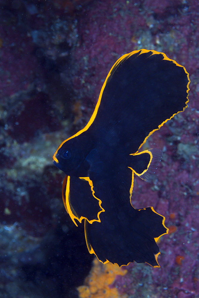 Juvenile Pinnate Batfish, Platax pinnatus, Tufi, Solomon Sea, Papua New Guinea