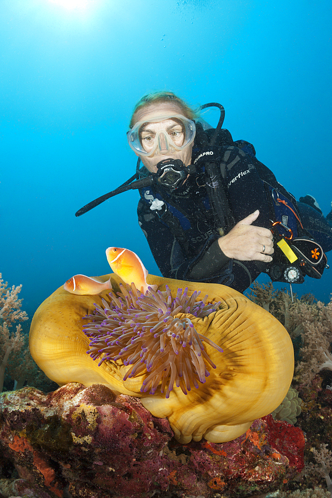 Diver and Pink Anemonefishes, Amphiprion perideraion, Tufi, Solomon Sea, Papua New Guinea