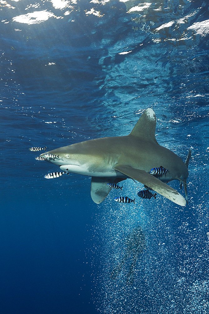 Oceanic Whitetip Shark, Carcharhinus longimanus, Atlantic Ocean, Bahamas