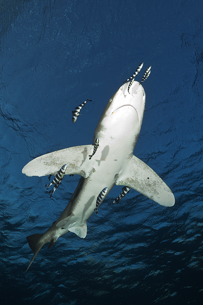 Oceanic Whitetip Shark, Carcharhinus longimanus, Atlantic Ocean, Bahamas