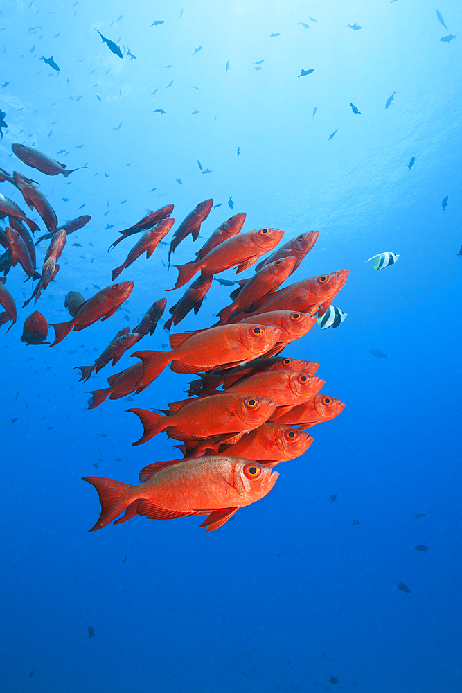 Shoal of Crescent-tail Bigeye, Priacanthus hamrur, North Male Atoll, Indian Ocean, Maldives