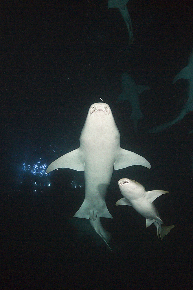 Nurse Shark at Night, Nebrius ferrugineus, Felidhu Atoll, Indian Ocean, Maldives