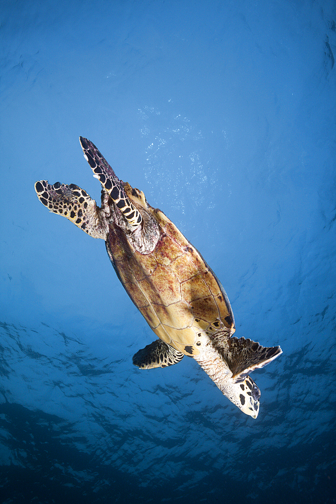 Hawksbill Sea Turtle, Eretmochelys imbricata, South Male Atoll, Indian Ocean, Maldives