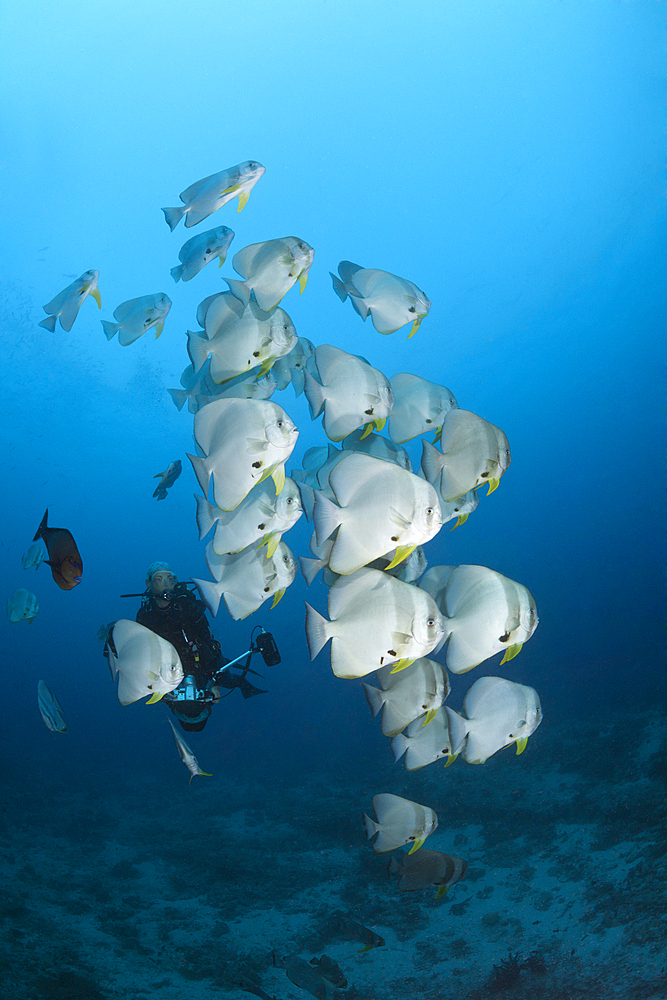 Shoal of Longfin Batfish, Platax teira, Ari Atoll, Indian Ocean, Maldives