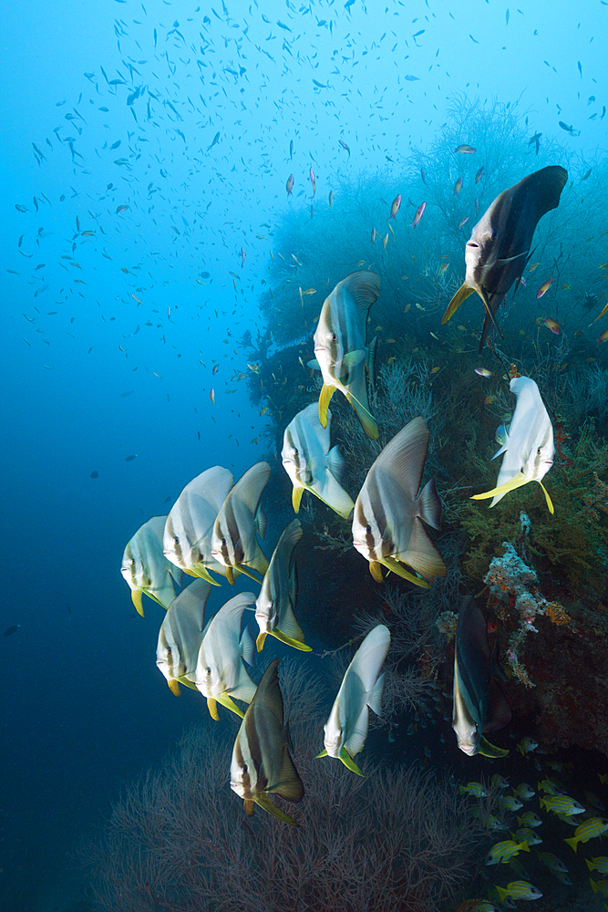 Shoal of Longfin Batfish, Platax teira, South Male Atoll, Indian Ocean, Maldives