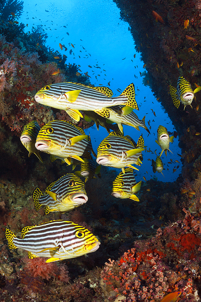 Shoal of Oriental Sweetlips, Plectorhinchus vittatus, South Male Atoll, Indian Ocean, Maldives