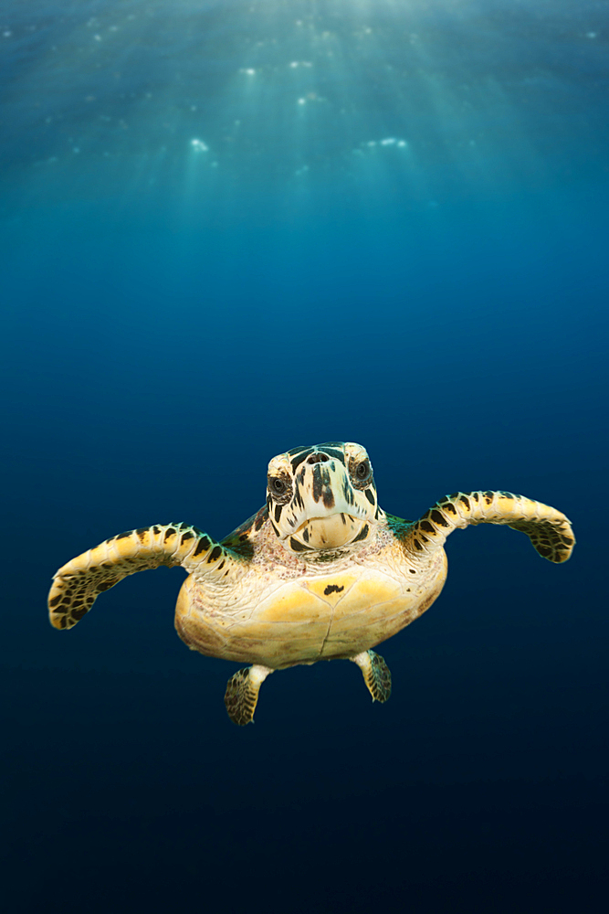 Hawksbill Sea Turtle, Eretmochelys imbricata, South Male Atoll, Indian Ocean, Maldives