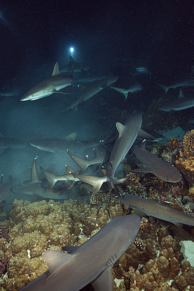 Grey Reef Shark hunting at Night, Carcharhinus amblyrhynchos, Fakarava, Tuamotu Archipel, French Polynesia