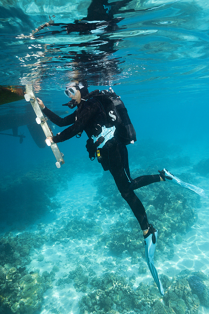 Scuba Diving at French Polynesia, Fakarava, Tuamotu Archipel, French Polynesia