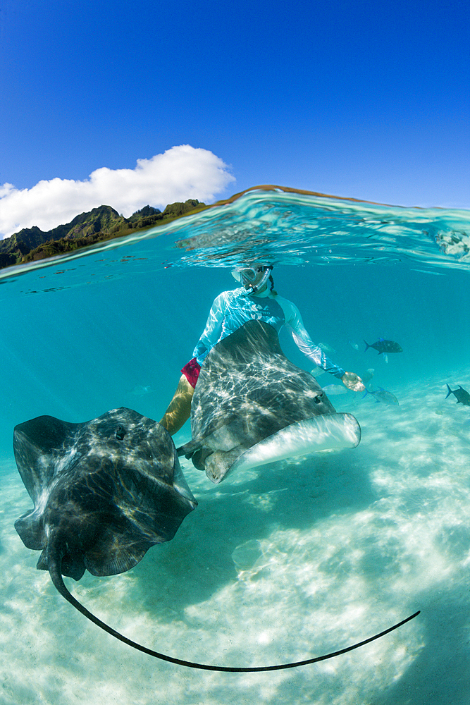 Snorkeling with Pink Whipray in Lagoon, Pateobatis fai, Moorea, French Polynesia