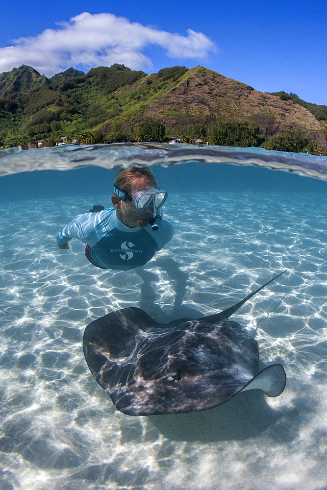 Snorkeling with Pink Whipray in Lagoon, Pateobatis fai, Moorea, French Polynesia