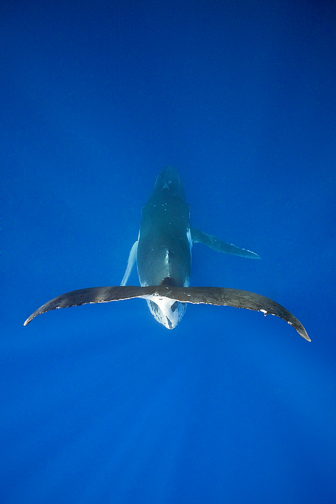 Humpback Whale, Megaptera novaeangliae, Moorea, French Polynesia