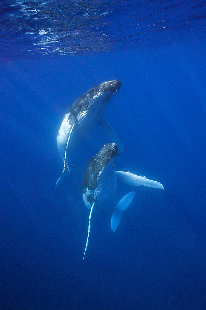 Pair of Humpback Whales, Megaptera novaeangliae, Moorea, French Polynesia