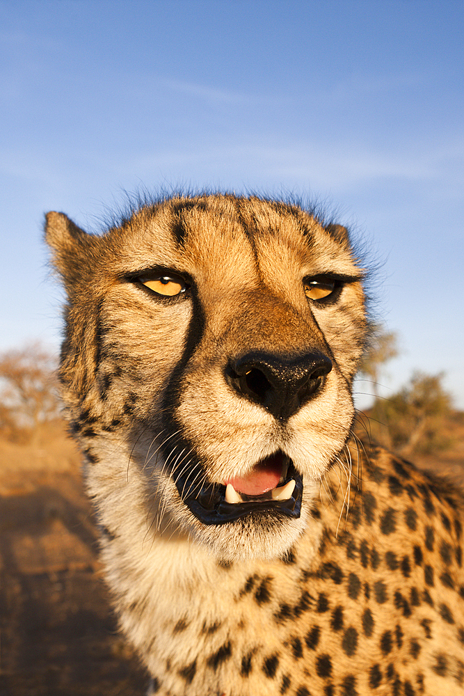 Male subadult Cheetah, Acinonyx jubatus, Kalahari Basin, Namibia