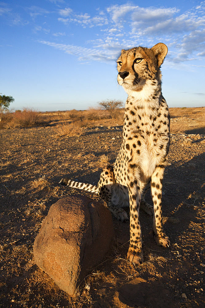 Male subadult Cheetah, Acinonyx jubatus, Kalahari Basin, Namibia