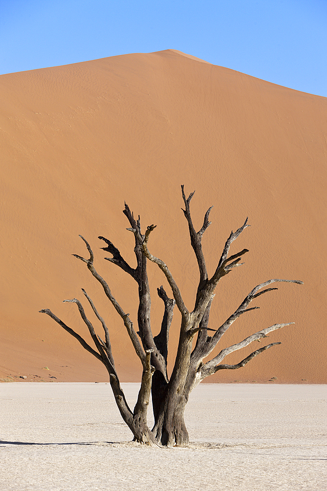 Dead Acacia Trees in Deadvlei Pan, Namib Naukluft Park, Namibia