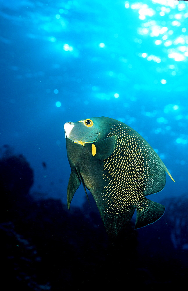 French Angelfish, Pomacanthus paru, Cuba, Caribbean Sea