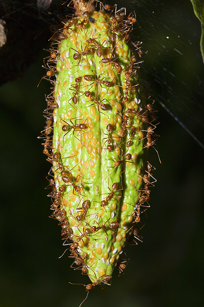 Ants on Cacao Fruit, Formicidae, Kimbe Bay, New Britain, Papua New Guinea