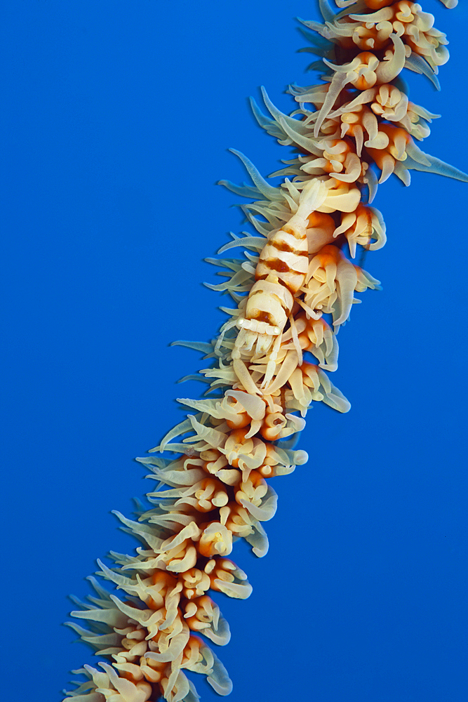 Wire Coral Shrimp on Black Coral, Pontonides unciger, Kimbe Bay, New Britain, Papua New Guinea