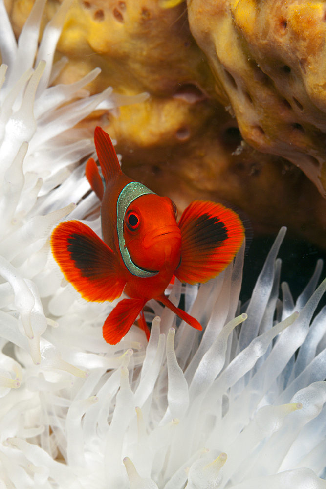 Spinecheek Clownfish, Premnas aculeatus, Kimbe Bay, New Britain, Papua New Guinea