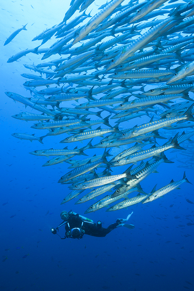 Shoal of Blackfin Barracuda, Sphyraena qenie, Kimbe Bay, New Britain, Papua New Guinea