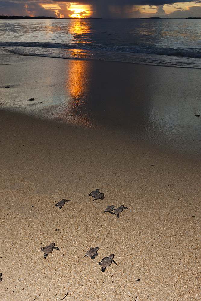 Hawksbill Sea Turtle hatchlings on their way into the sea, Eretmochelys imbricata, New Ireland, Papua New Guinea