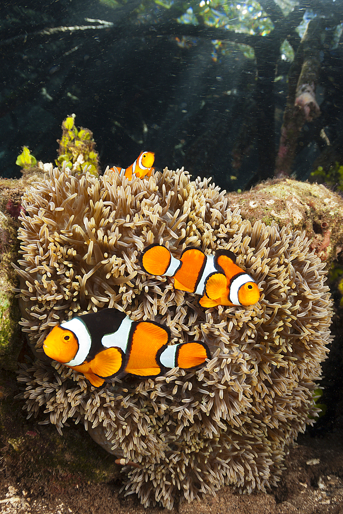 Clown Anemonefishes living in Mangroves, Amphiprion percula, New Ireland, Papua New Guinea