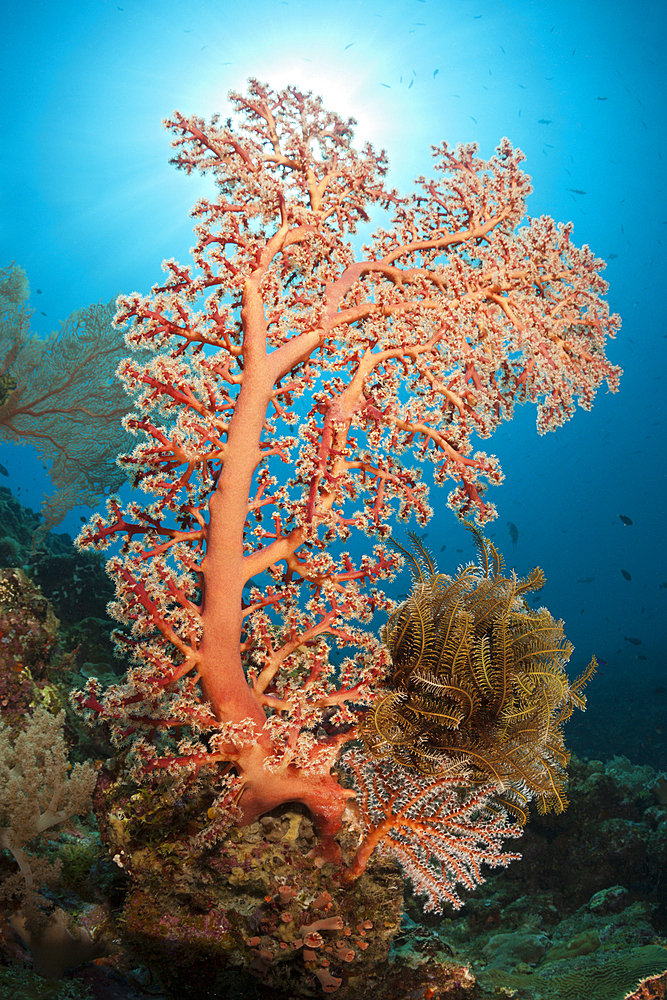 Godeffroys Soft Coral, Siphonogorgia godeffroy, New Ireland, Papua New Guinea