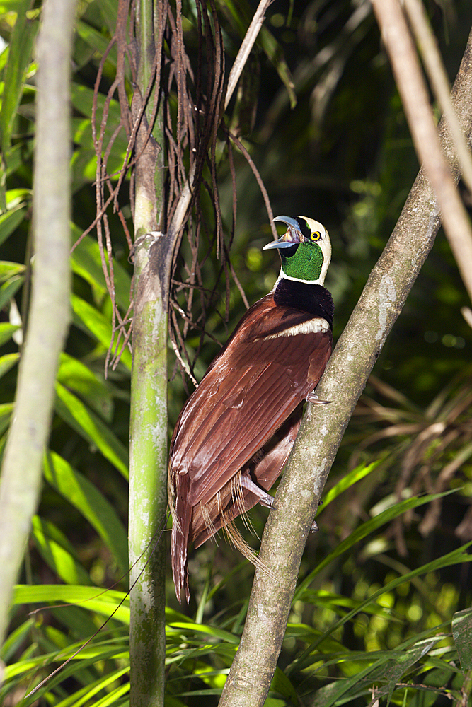 Raggiana Bird of Paradise, Paradisaea raggiana, Papua New Guinea