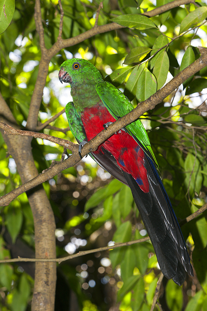 Papuan King Parrot, Alisterus chloropterus, Papua New Guinea