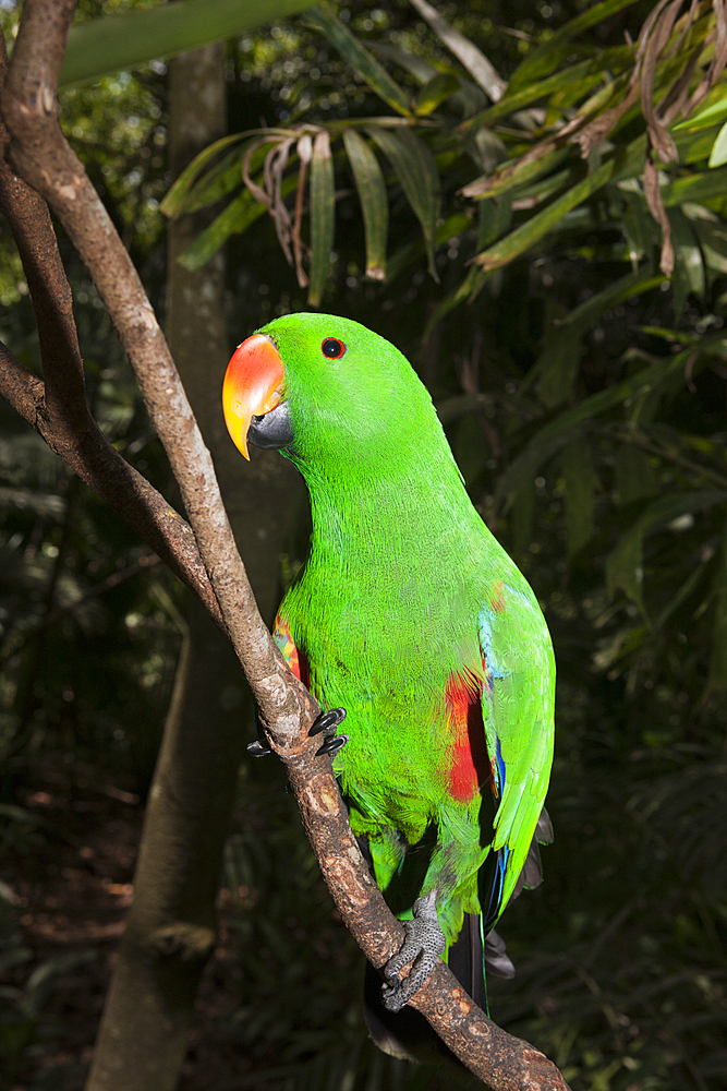 Eclectus Parrot, Eclectus roratus, Papua New Guinea