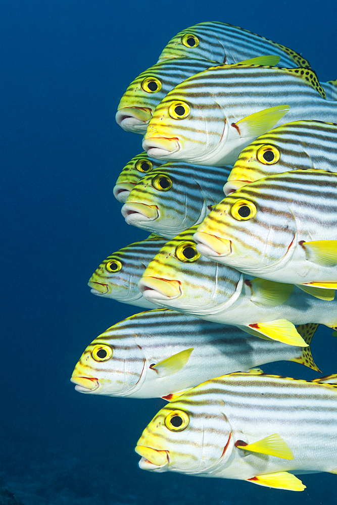 Shoal of Oriental Sweetlips, Plectorhinchus vittatus, North Ari Atoll, Indian Ocean, Maldives