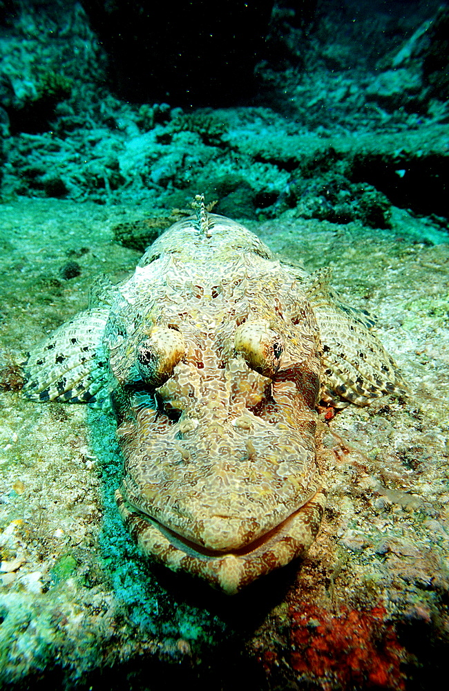 crocodilefish, Platycephalidae, Malaysia, Pazifik, Pacific ocean, Borneo, Lankayan