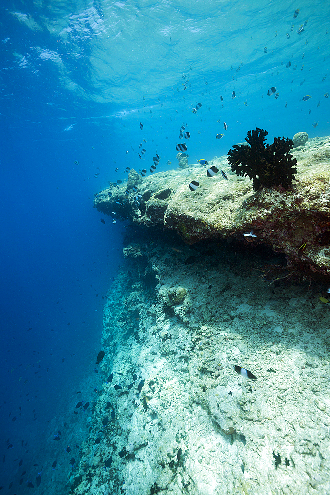 Coral bleached on reef top, North Male Atoll, Indian Ocean, Maldives