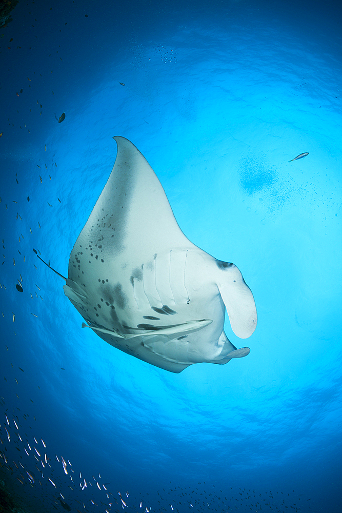 Reef Manta Ray, Manta alfredi, North Ari Atoll, Indian Ocean, Maldives