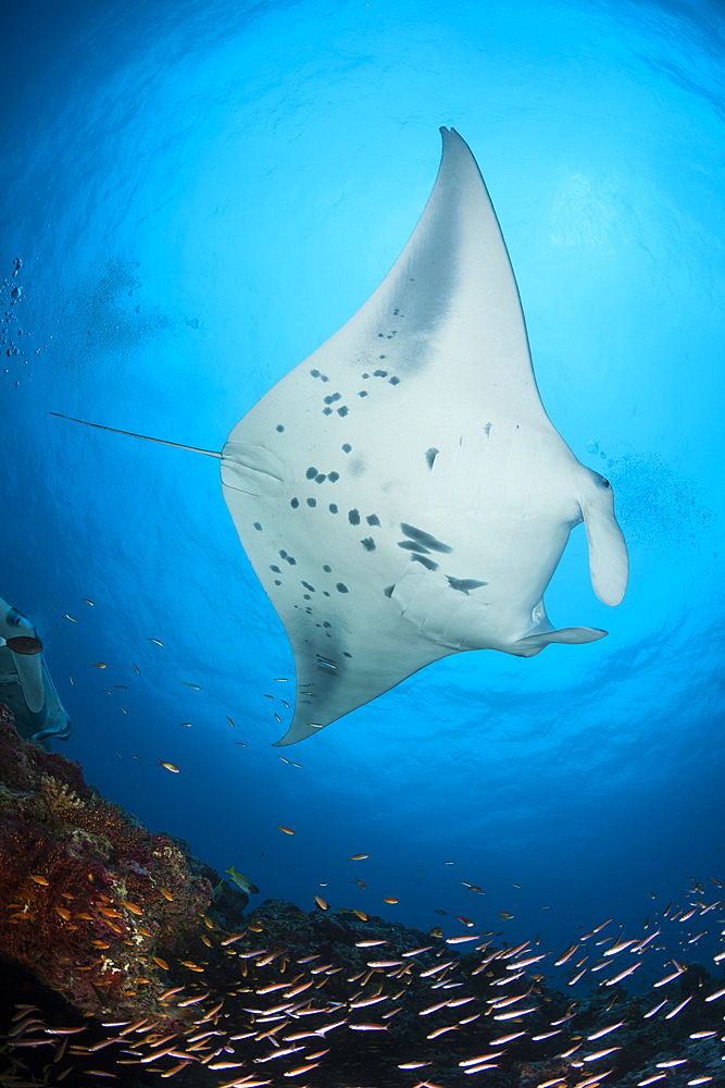 Reef Manta Ray, Manta alfredi, North Ari Atoll, Indian Ocean, Maldives