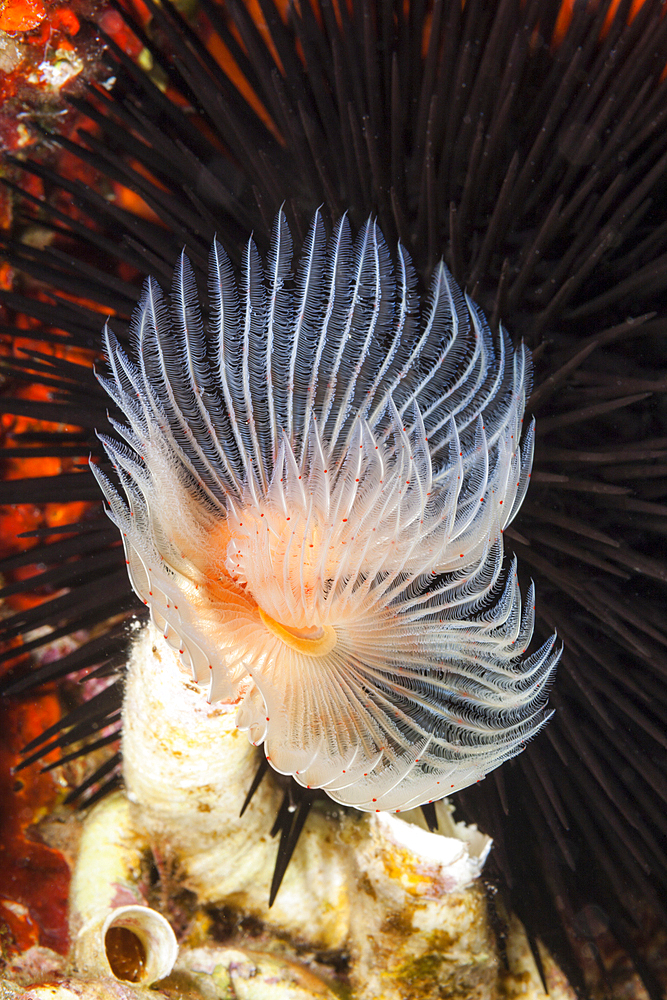 Tube Worm, Protula spec., Vis Island, Mediterranean Sea, Croatia