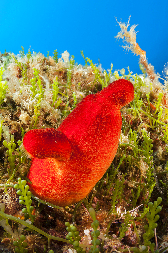 Red Tunicate, Halocynthia papillosa, Vis Island, Mediterranean Sea, Croatia