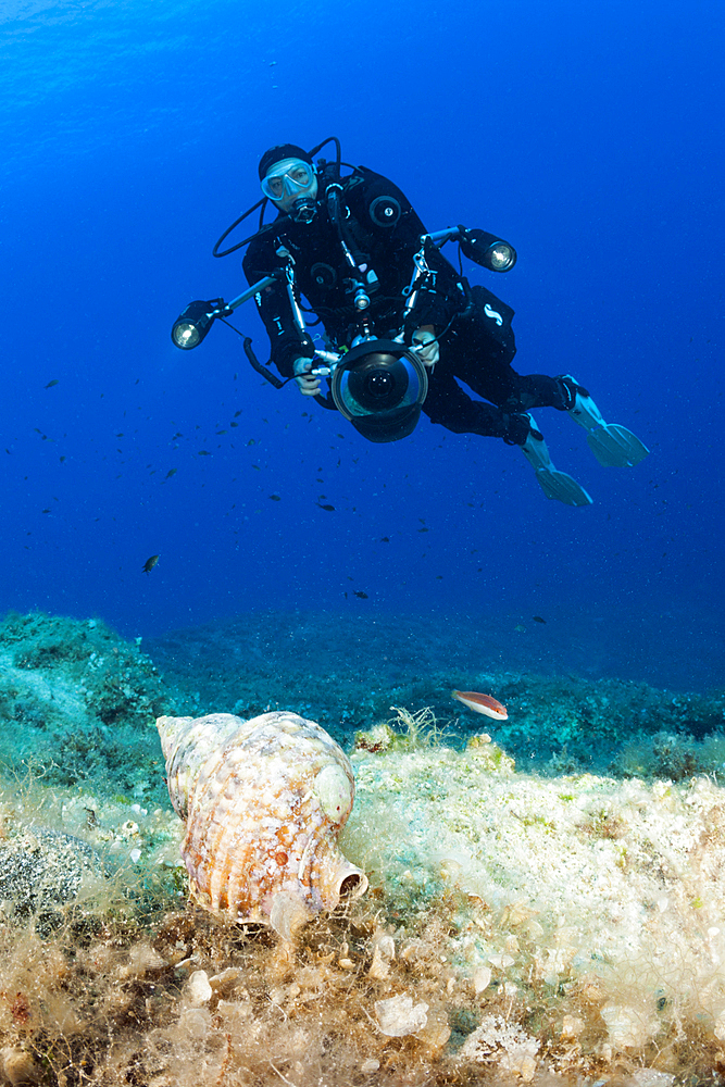 Diver and Tritons Horn, Charonia lampas, Vis Island, Mediterranean Sea, Croatia