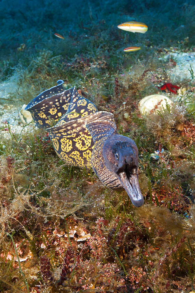 Mediterranean Moray, Muraena helena, Vis Island, Mediterranean Sea, Croatia