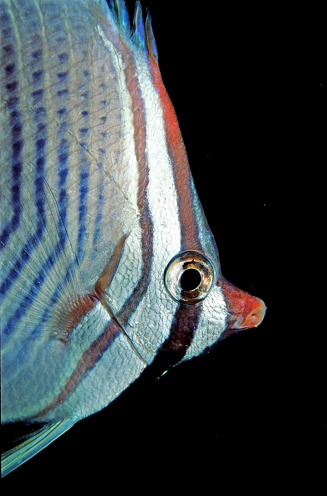 Eastern triangle butterflyfish, Chaetodon baronessa, Maldives Island, Indian Ocean