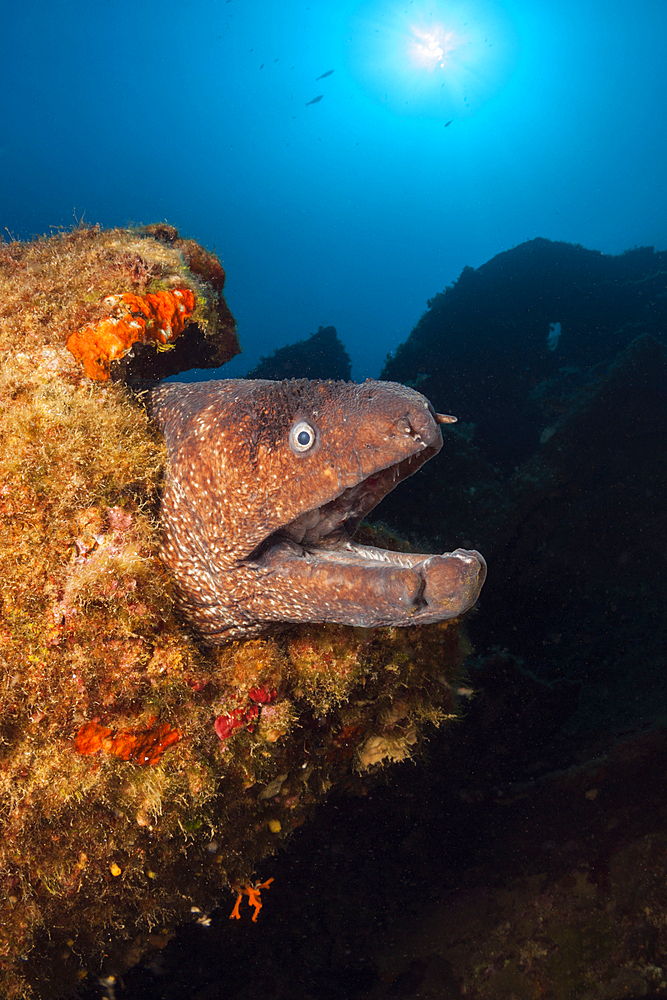 Brown Moray at Teti Wreck, Gymnothorax unicolor, Vis Island, Mediterranean Sea, Croatia