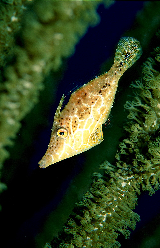 Slender Filefish, Monacanthus tuckeri, Mexico, Caribbean Sea