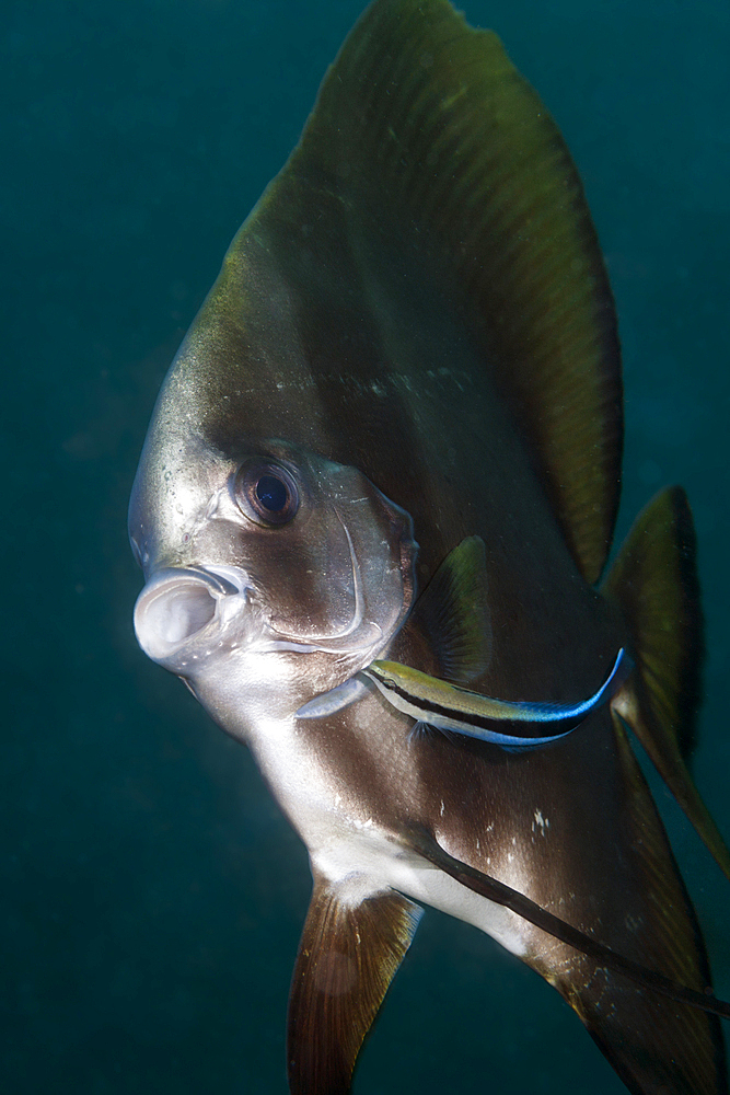 Cleanerwrasse cleans Batfish, Labroides dimidiatus, Raja Ampat, West Papua, Indonesia