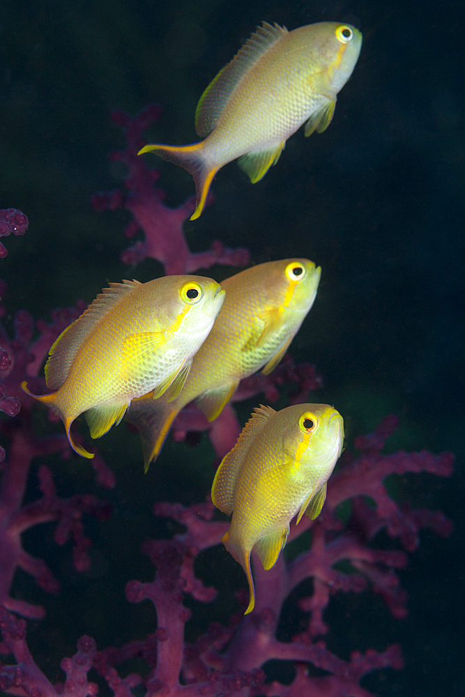 Pacific Basslet, Female, Pseudanthias huchtii, Raja Ampat, West Papua, Indonesia