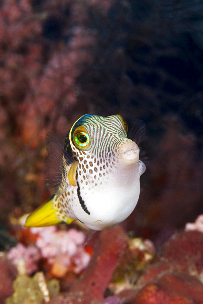 Black-saddled Puffer, Canthigaster valentini, Raja Ampat, West Papua, Indonesia