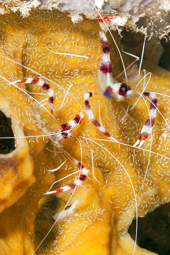 Pair of Banded Cleaner Shrimp, Stenopus hispidus, Raja Ampat, West Papua, Indonesia