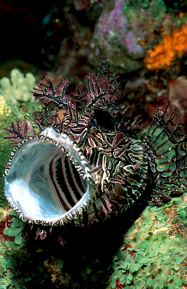 Merlet?s scorpionfish, Rhinopias aphanes, Australia, Pacific Ocean, Coral Sea